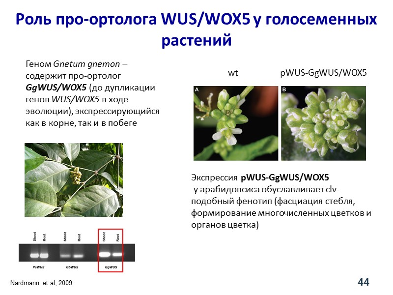 Геном Gnetum gnemon – содержит про-ортолог GgWUS/WOX5 (до дупликации генов WUS/WOX5 в ходе эволюции),